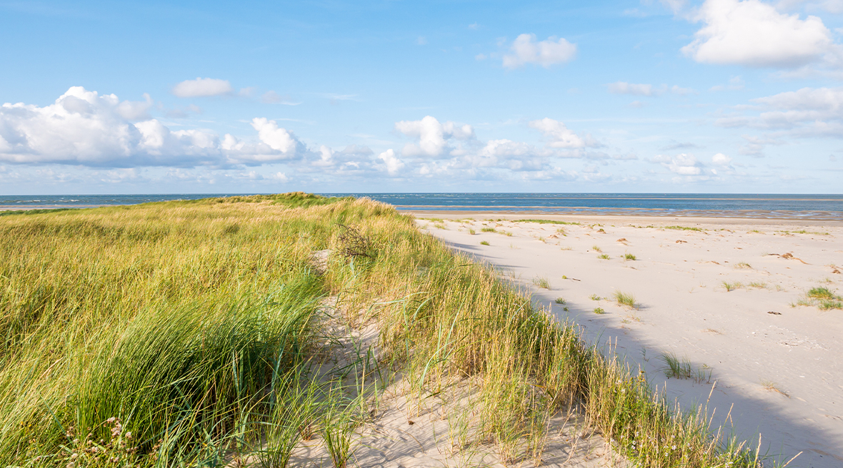 Dunes with long grass and north sea in the backround and beach of nature reserve Boschplaat on Terschelling, Netherlands